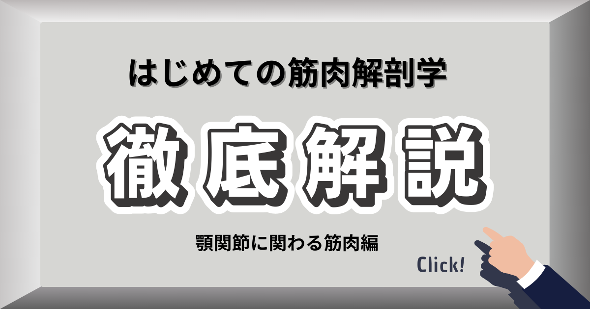 顎関節の動きをサポートする咀嚼筋群