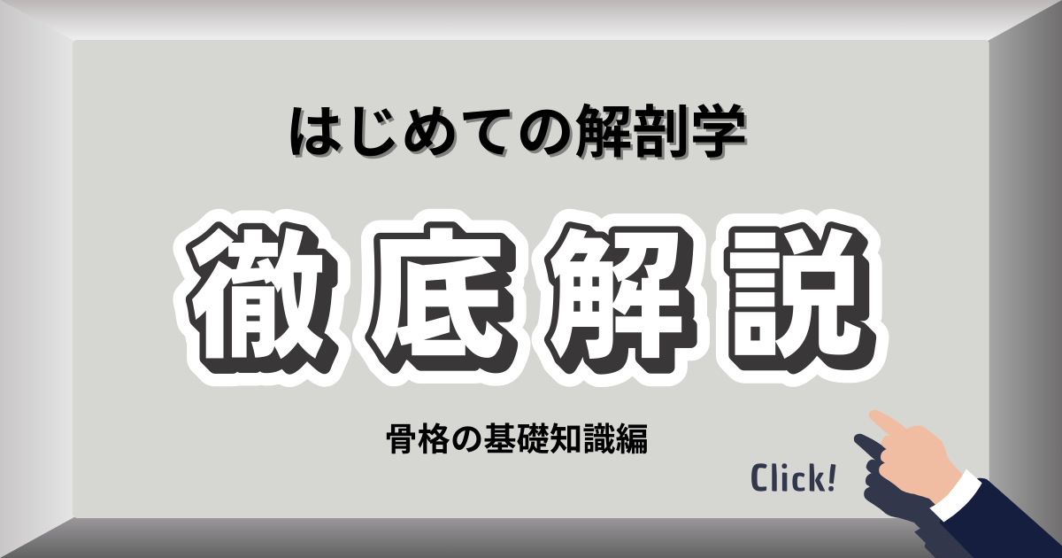身体を支える骨格の仕組みを説明するイメージ