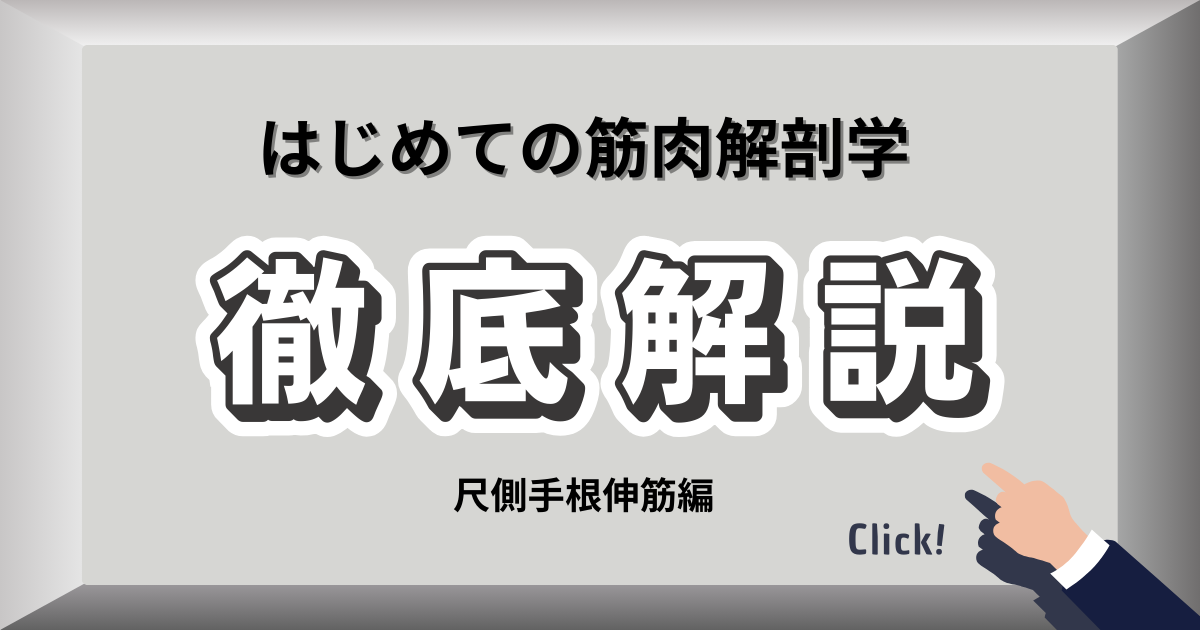 尺側手根伸筋の位置を示す前腕の解剖図