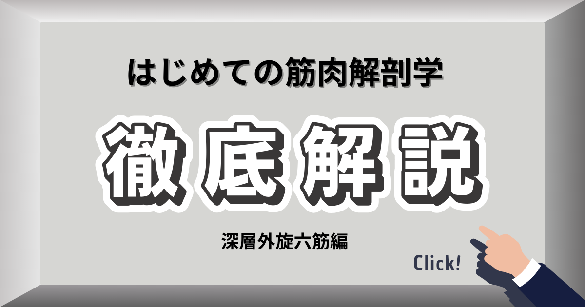 股関節外旋筋群の解剖図