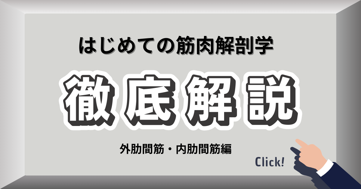 外肋間筋と内肋間筋の解剖図