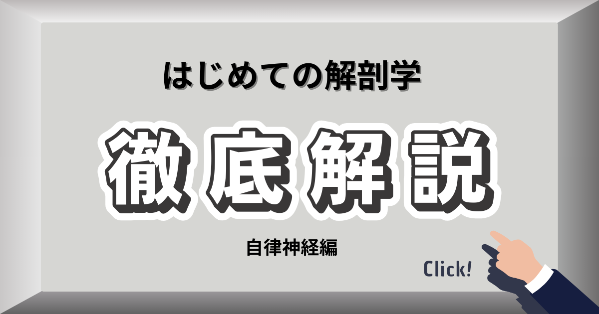 自律神経と内臓の働きの関係を示す図解