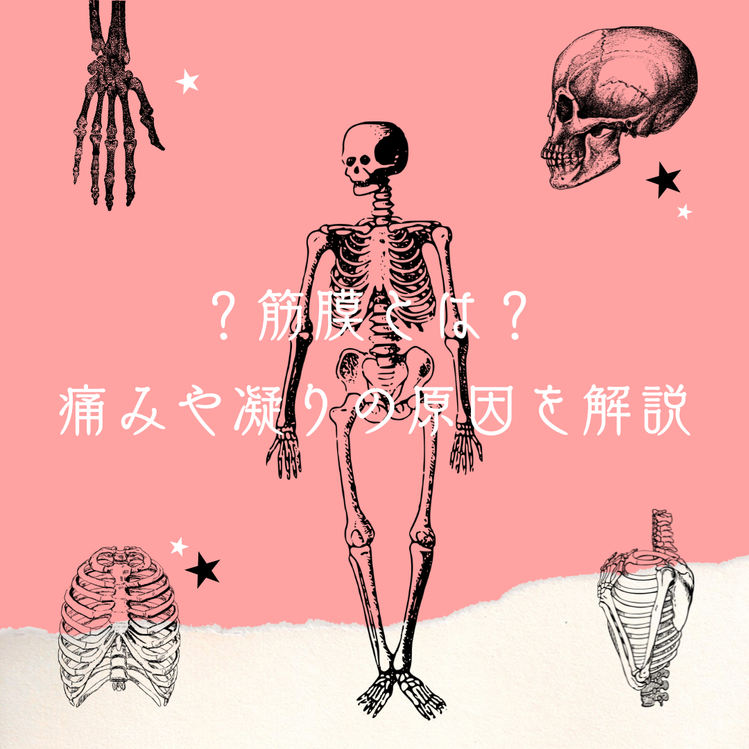 筋膜の構造を示す図