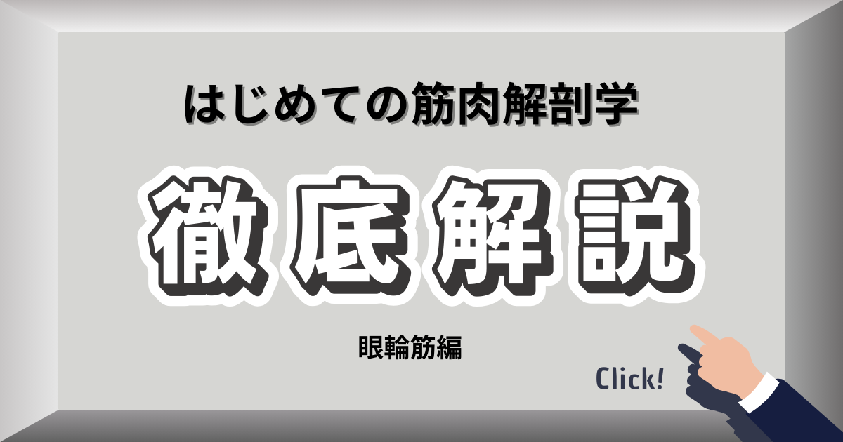 目の周りの眼輪筋の位置と構造