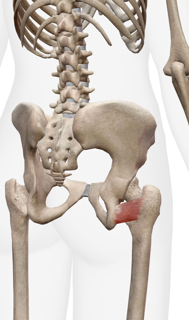 大腿方形筋が硬くなったときの症状 腰痛や股関節の違和感