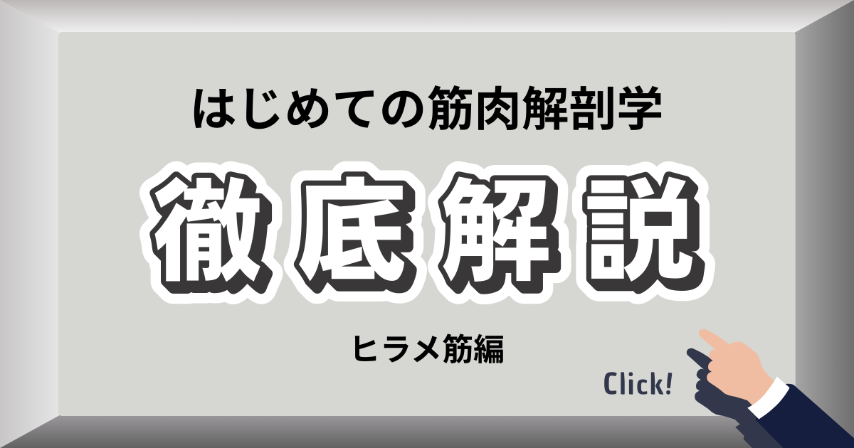 ヒラメ筋のストレッチでふくらはぎの疲労とむくみを解消
