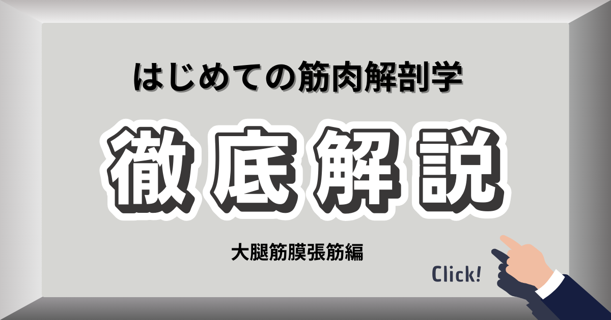 大腿筋膜張筋の位置と役割