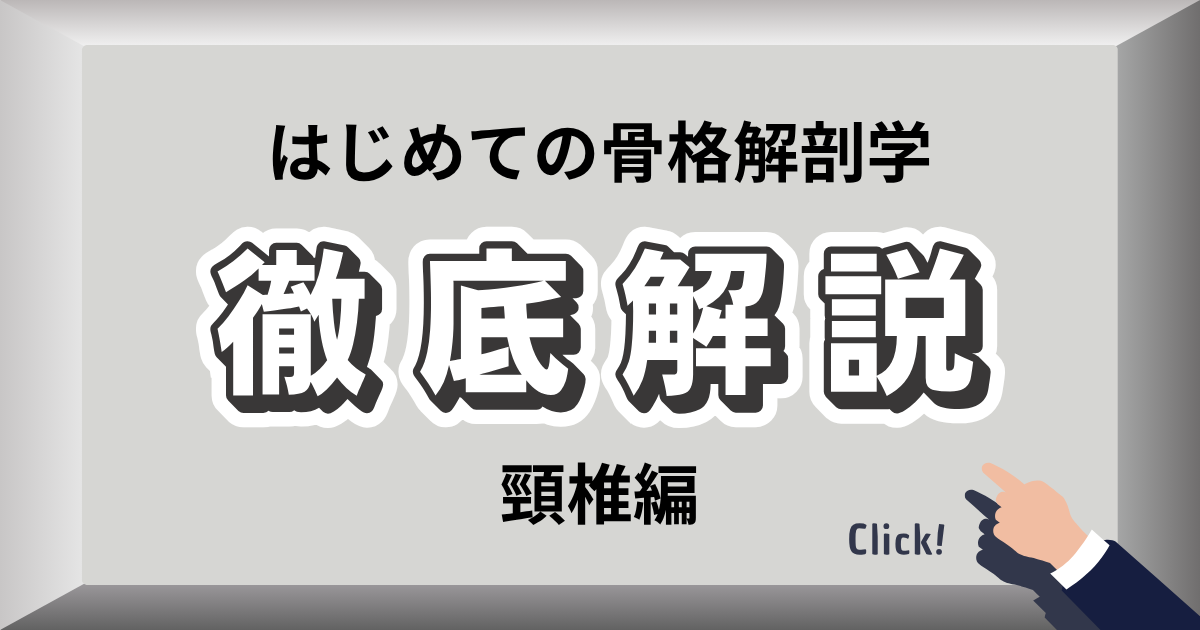 頸椎の構造と神経の図解