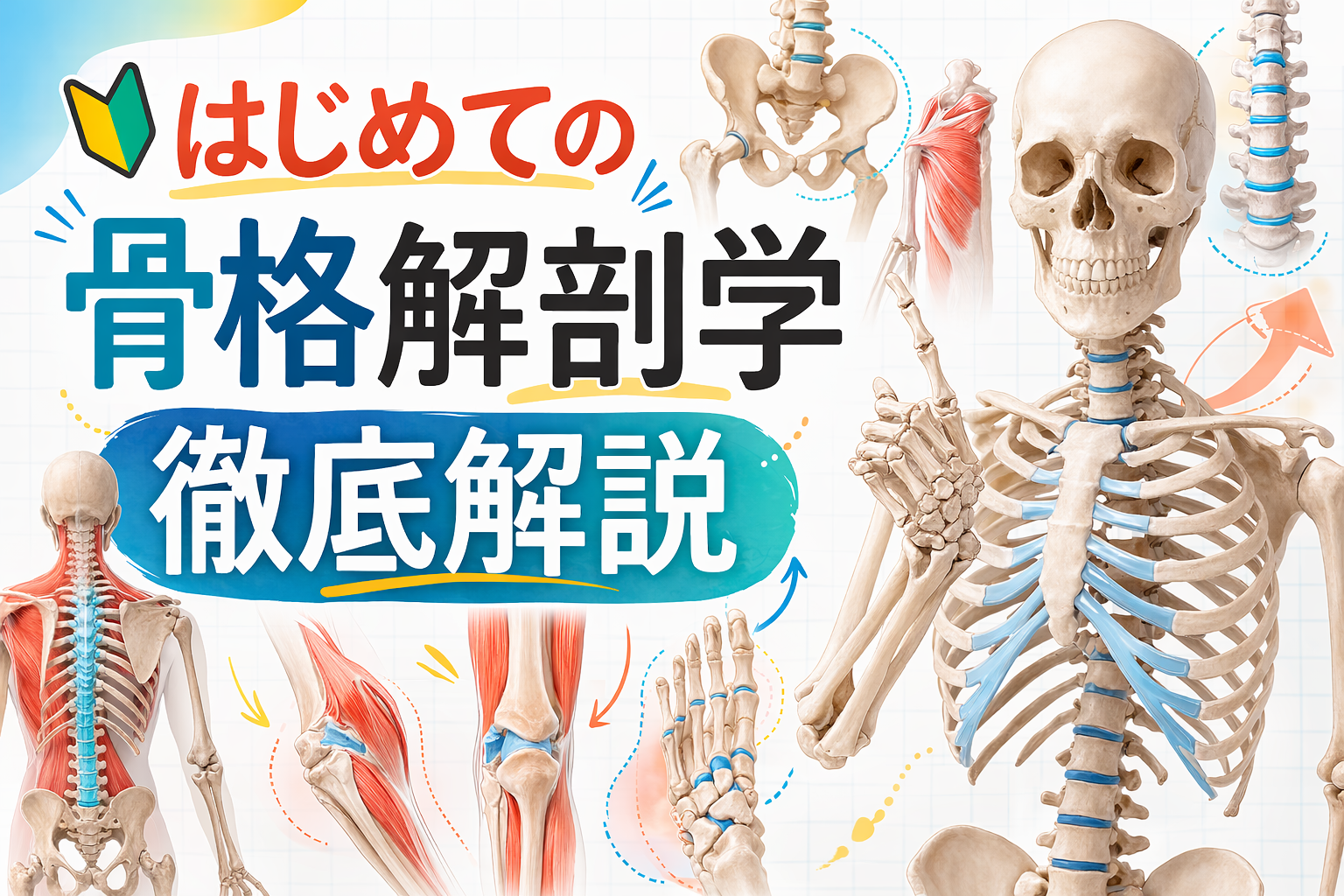 骨盤の位置・構造・役割・姿勢や歩行との関係を解説する解剖学イラスト