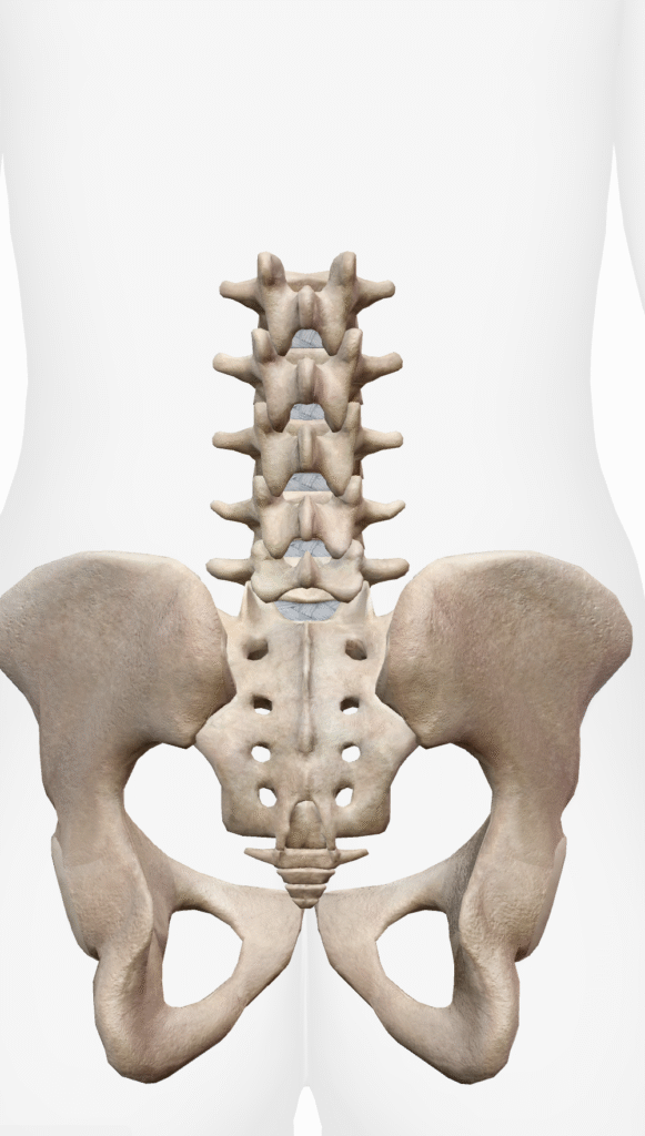 腰椎の構造と神経の図解
