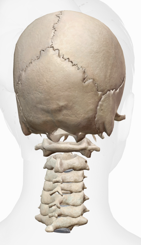 猫背姿勢を改善している様子
