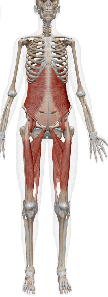 ディープフロントラインストレッチの解説画像