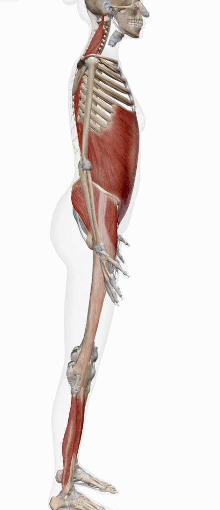 ラテラルラインケアの説明画像