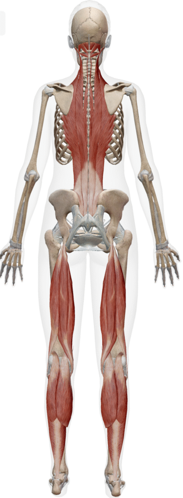 背面をつなぐ筋膜ラインSBLの説明画像