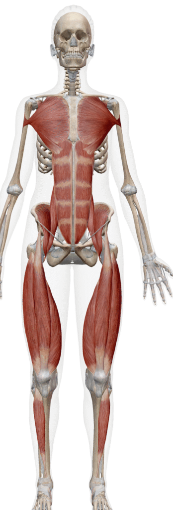 体の前面をつなぐ筋膜ラインSFLのイメージ