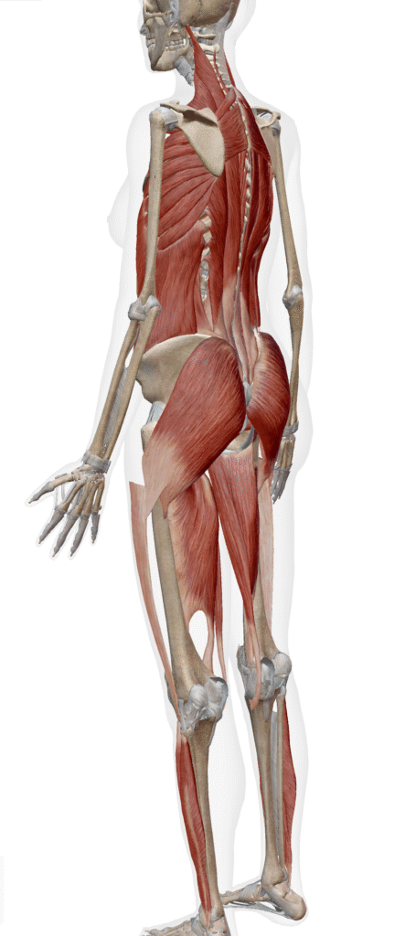 前方・後方スパイラルラインの構造図