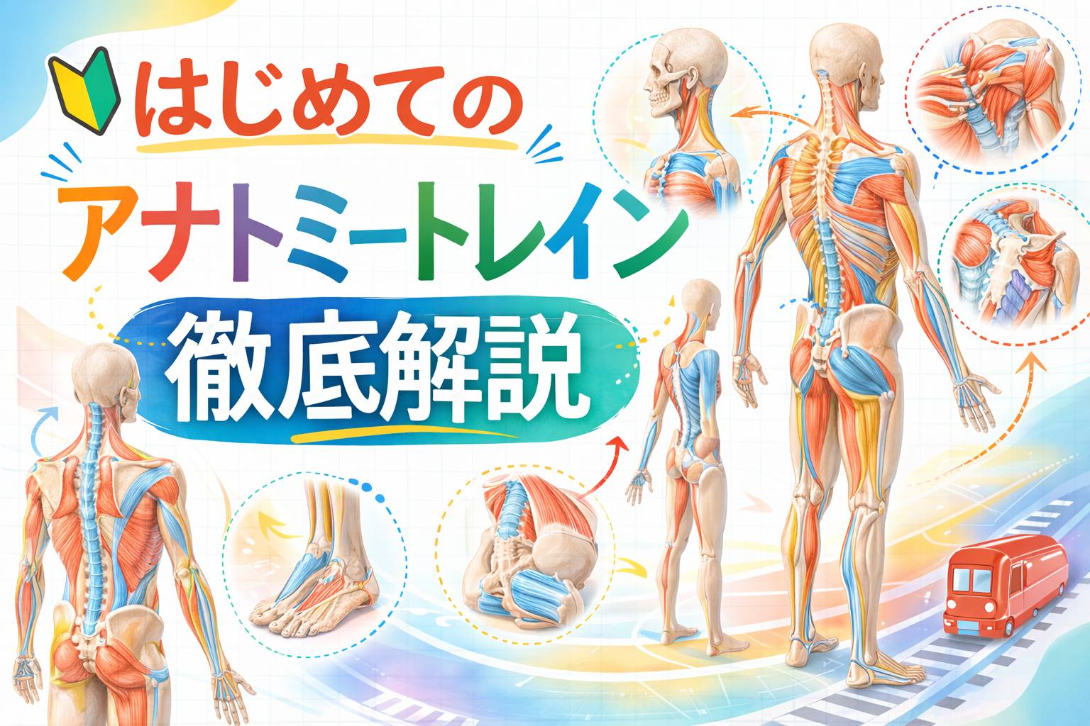 アームライン（腕の筋膜ライン）の位置・役割・肩や肘の動きとの関係を解説する解剖学イラスト